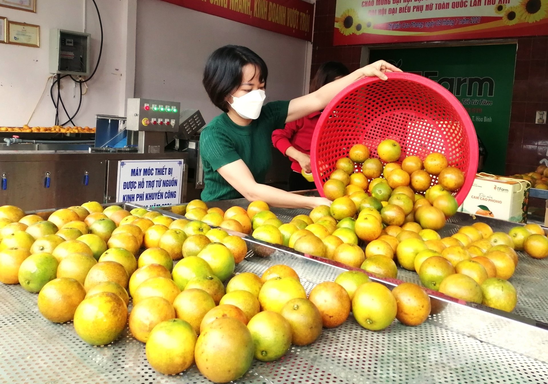 Với giá bán duy trì ở mức cao, nhiều nhà vườn có thể tạo được đột biến trong thu nhập khi trồng giống cam V2. Ảnh: Trung Quân.