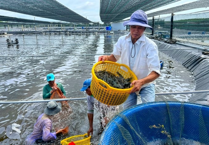 Kế hoạch năm 2025, Sóc Trăng xuống giống 51.000ha tôm nước lợ, sản lượng ước đạt 223.000 tấn. Ảnh: Kim Anh.