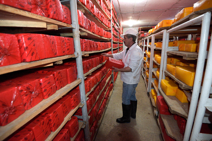 A worker is putting packaged cheese on the shelf of the cold room in an Armenian cheese factory.