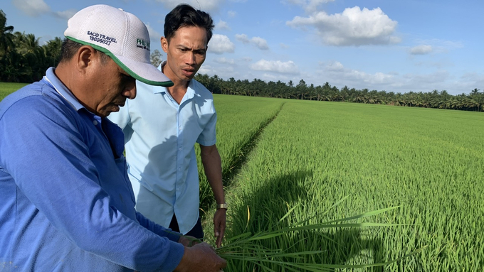 Cánh đống lúa của ông Sơ Ri đang sinh trưởng tốt trong mùa hạn mặn. Ảnh: Kiều Trang.