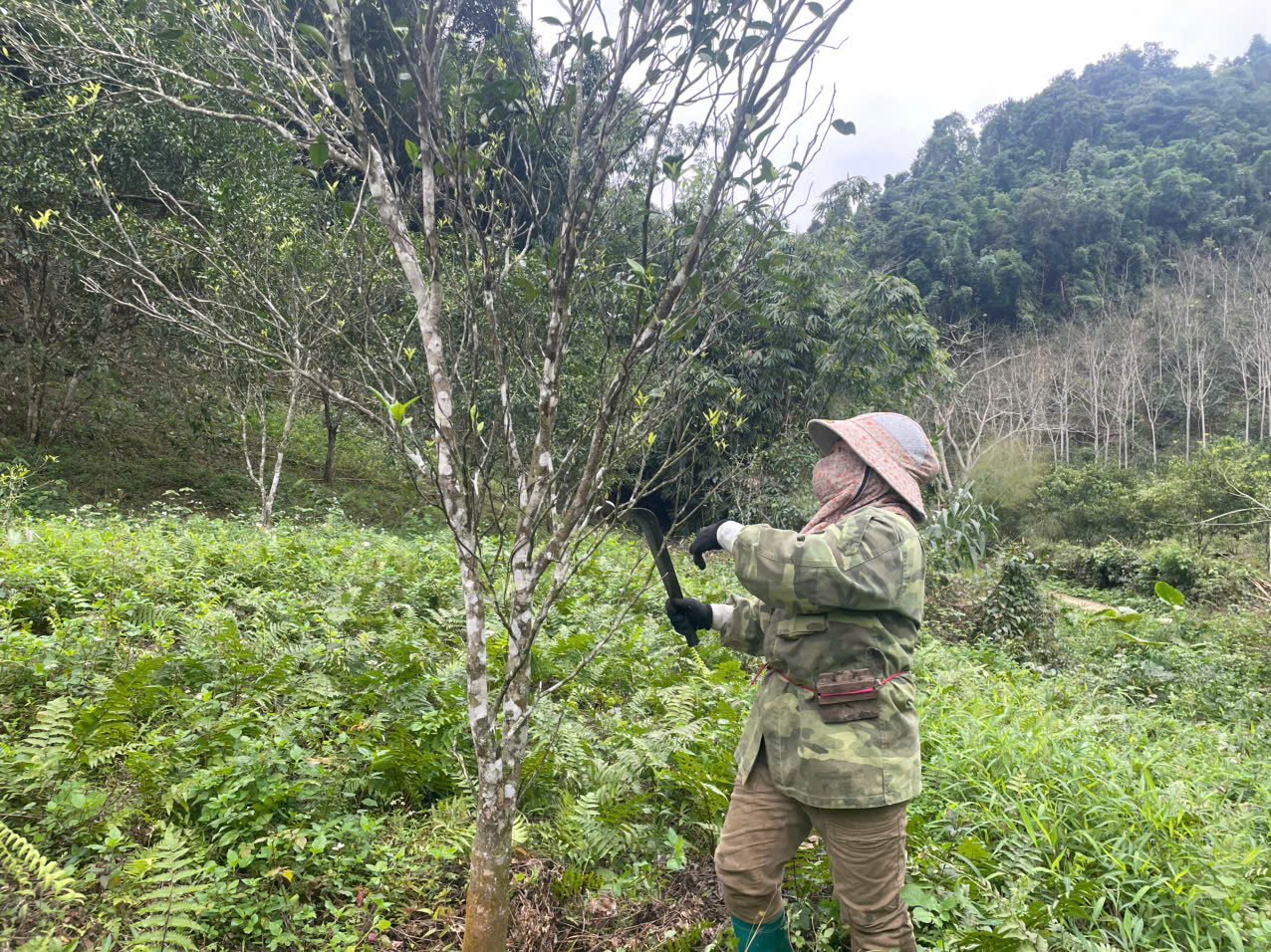 Chị Châm Thị Ngại chăm sóc vườn quýt, mong chờ một vụ thu hoạch bán được giá cao. Ảnh: Ngọc Tú.