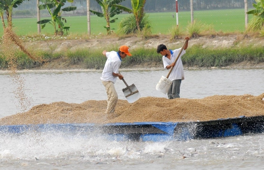 It is necessary to quickly implement the issuance of farming area codes for shrimp and pangasius to ensure traceability regulations of markets and facilitate exports. Photo: Hong Tham.