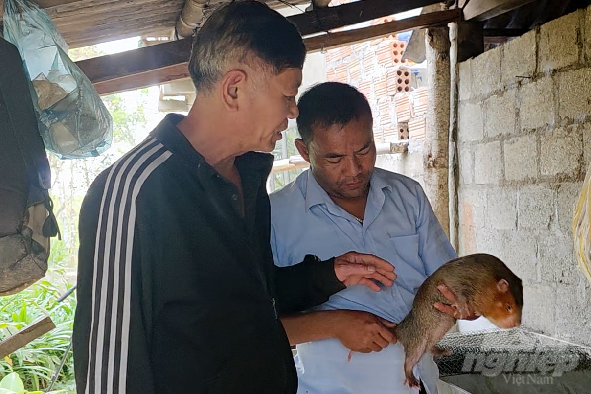 Vật nuôi mới này đang mở ra hi vọng mới trong chăn nuôi của đồng bào Pa Kô, Vân Kiều tại huyện Hướng Hóa. Ảnh: Võ Dũng.