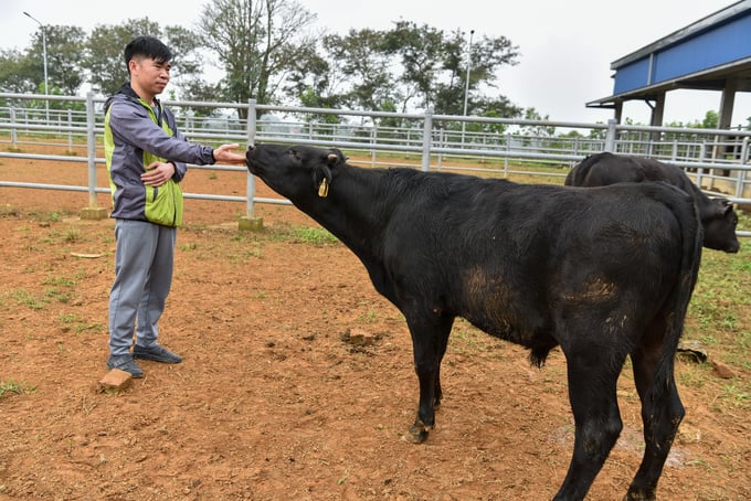 Kỹ thuật viên Trần Anh Tuyên bên chú bê Kobe lai 6 tháng tuổi. Ảnh: Dương Đình Tường.