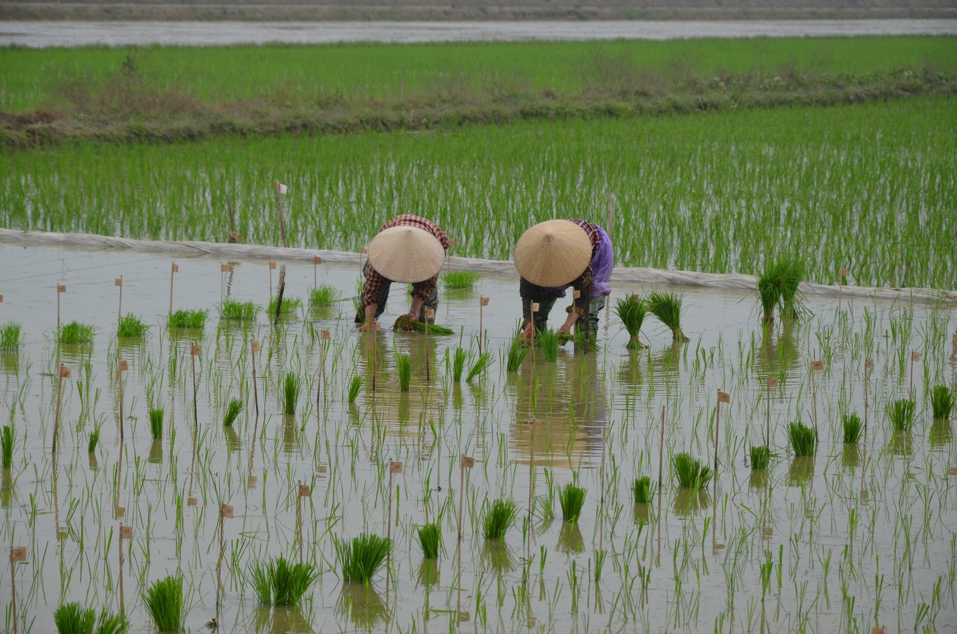 Đi cấy thí nghiệm. Ảnh: Dương Đình Tường.