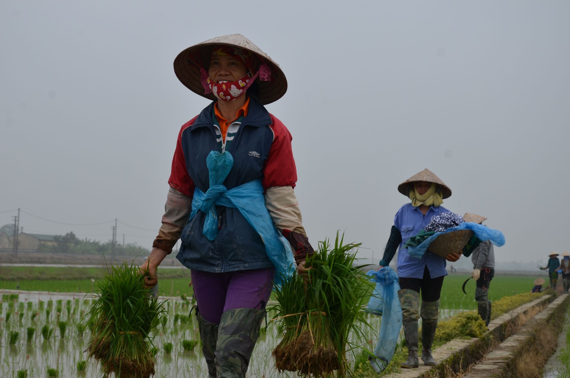 Đi cấy thí nghiệm. Ảnh: Dương Đình Tường.