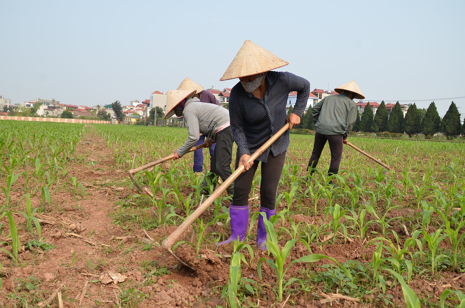 Tổ chức sản xuất ngoài đồng tại Viện Nghiên cứu Ngô. Ảnh: Dương Đình Tường.