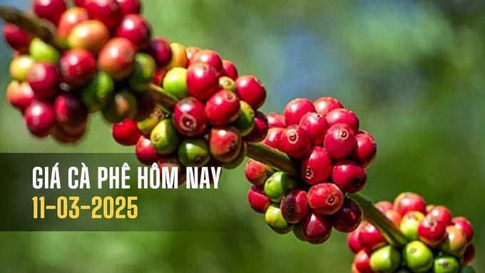 Giá cafe trong nước và thế giới mới nhất ngày 11/3/2025