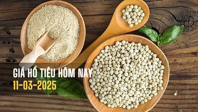 Cập nhật giá tiêu trong nước và thế giới mới nhất ngày 11/3/2025