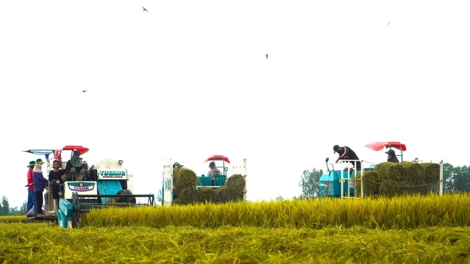 Kien Giang Department of Agriculture and Environment raises a suggestion to grow rice according to business orders to limit consumption risks. Photo: Kim Anh.