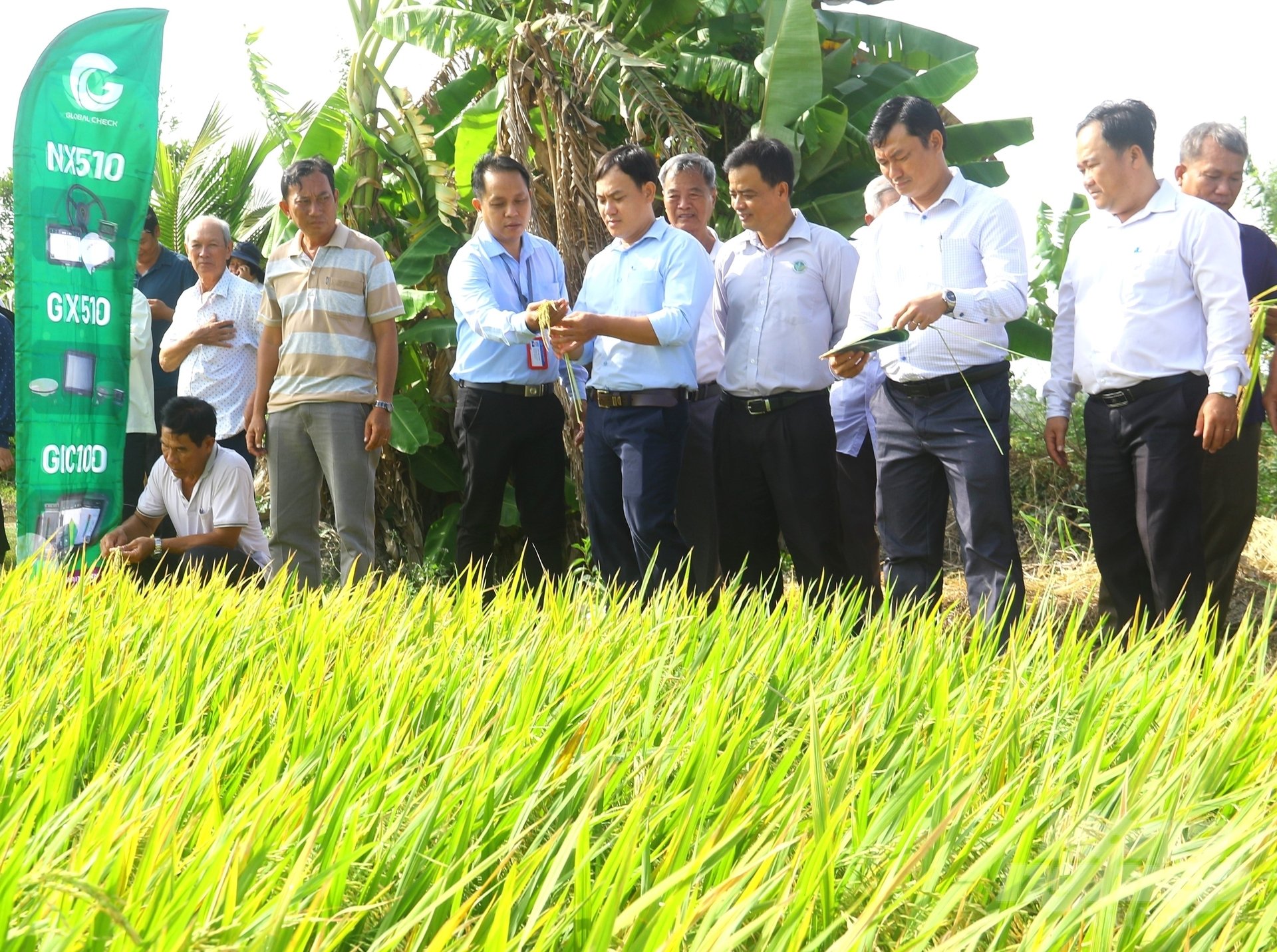 Các đại biểu dự hội thảo đầu bờ đánh giá kết quả thử nghiệm sản xuất giống lúa lai GS999 trong vụ đông xuân 2024 - 2025 tại Vị thủy, Hậu Giang. Ảnh: Trung Chánh.