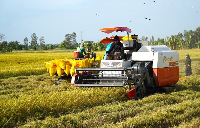 Rice consumption in the Mekong Delta often faces difficulties during the main crop season specifically the winter-spring crop. Photo: Kim Anh.