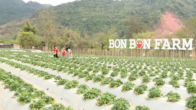 Nhân viên Bon Bon Farm hướng dẫn du khách tham quan vườn dâu tây và thưởng thức trái chín ngay tại vườn. Ảnh: Quang Dũng.