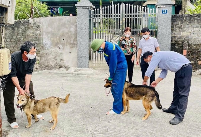 Veterinary staff of Uong Bi city inject rabies vaccine into dogs. Photo: Vu Cuong.