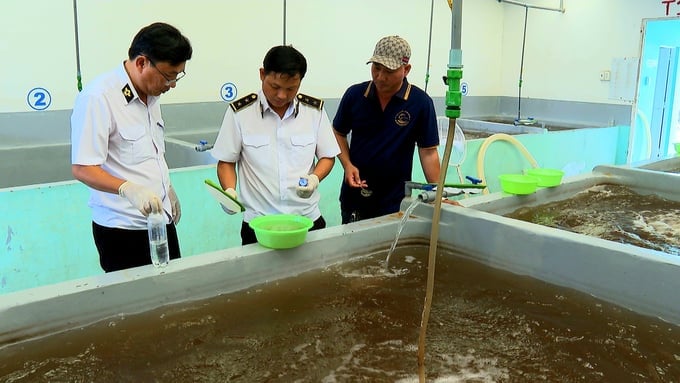 The specialized department in Soc Trang province regularly conducts quality inspections of shrimp seeds at local facilities. Photo: Kim Anh.