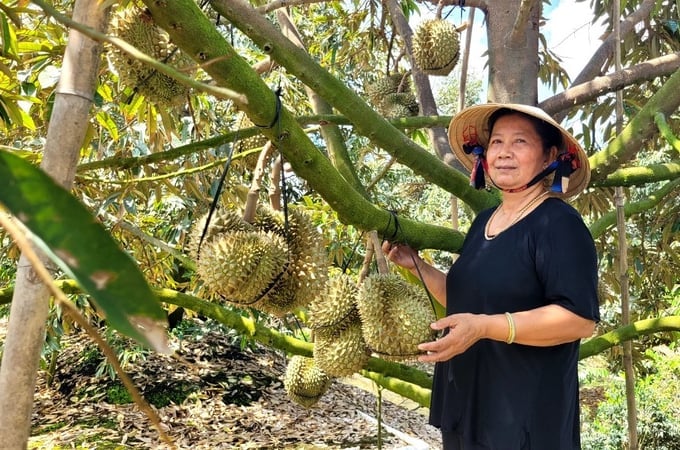 Cai Lay durian is granted collective trademark certificate. Photo: Minh Dam.