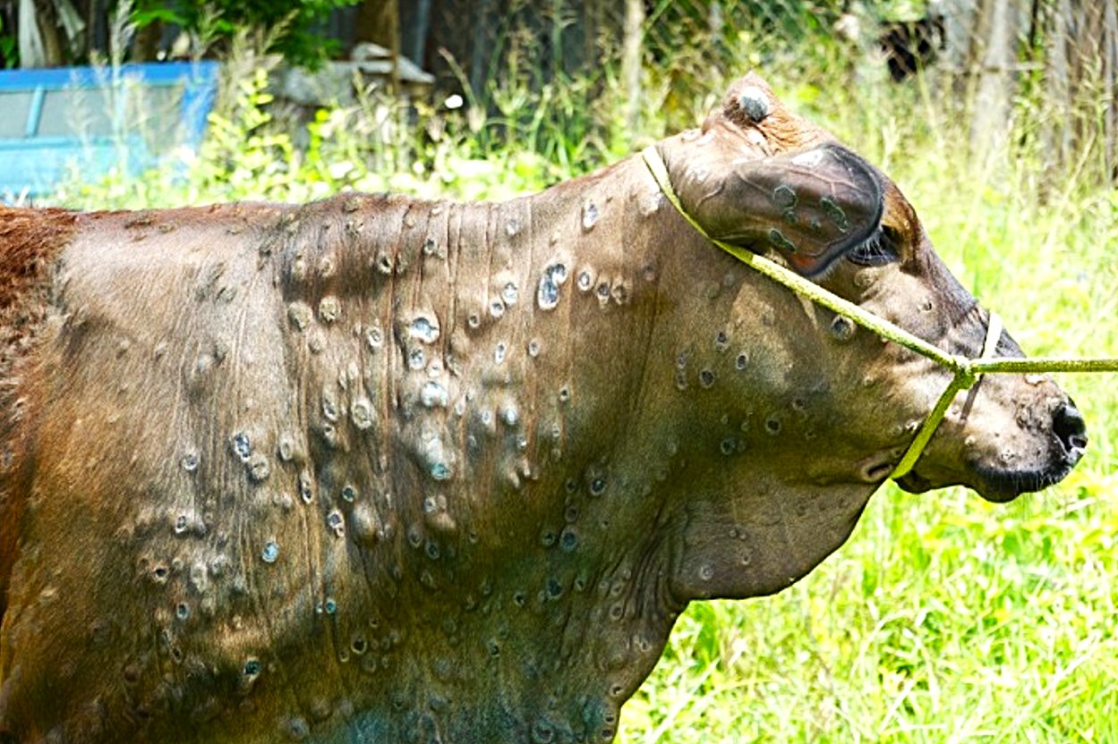 Cows suffer from lumpy skin disease with rough nodules on the skin. Photo: Minh Dam.