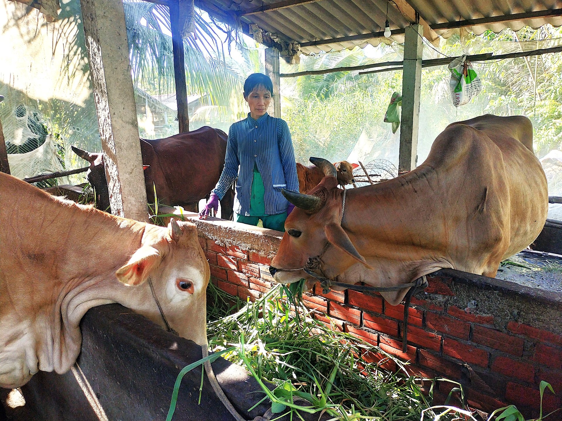 People often use nets to cover the cattle farm to avoid fly and mosquito bites. Photo: Minh Dam.