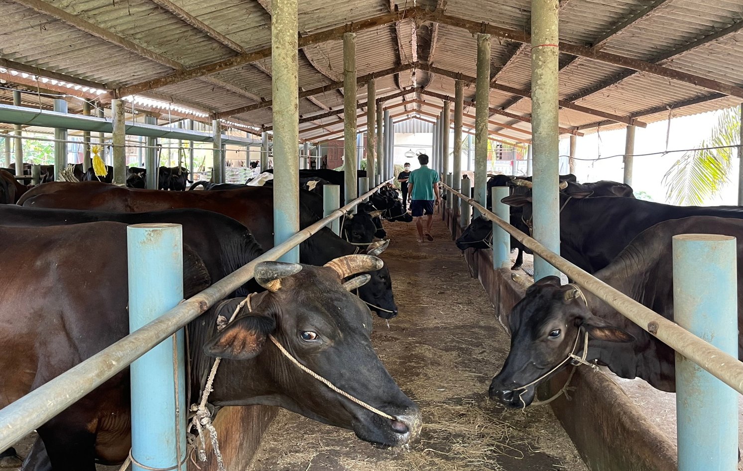 The farm performs biosafety production and full vaccination. The healthy cows are strong against lumpy skin disease. Photo: Minh Dam.