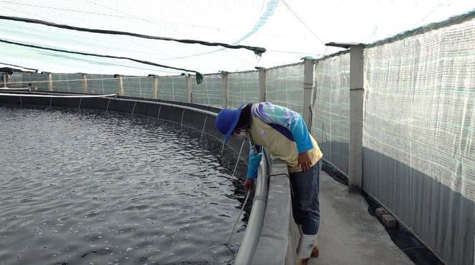 High-tech shrimp farming with tarpaulin-lined ponds and covered roofs. Photo: Minh Dam.