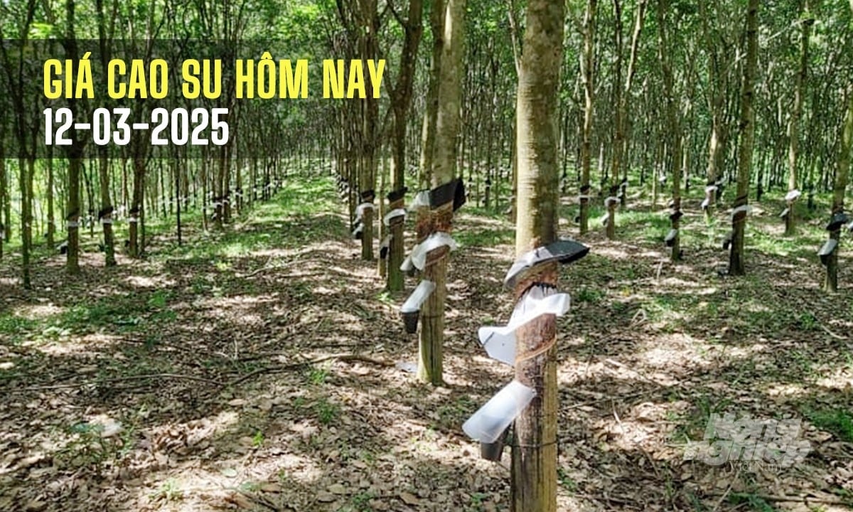 Cập nhật giá cả thị trường cao su hôm nay 12/3/2025