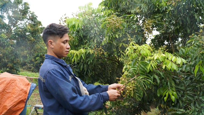 Anh Lò Văn Châm, thành viên Hợp tác xã Hoa Mười cho biết, sản xuất nhãn chín sớm đòi hỏi yêu cầu kỹ thuật cao hơn so với nhãn chính vụ nhưng cho giá trị cao hơn. Ảnh: Đức Bình.