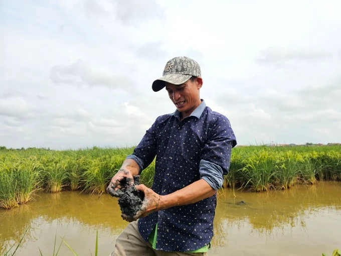 Organic rice-clam worm farming model in Ky Anh, Ha Tinh Province. Photo: Hoang Anh.