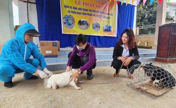 Veterinary staff at Tuyen Hoa district perform rabies vaccination on local dogs. Photo: T. Phung.