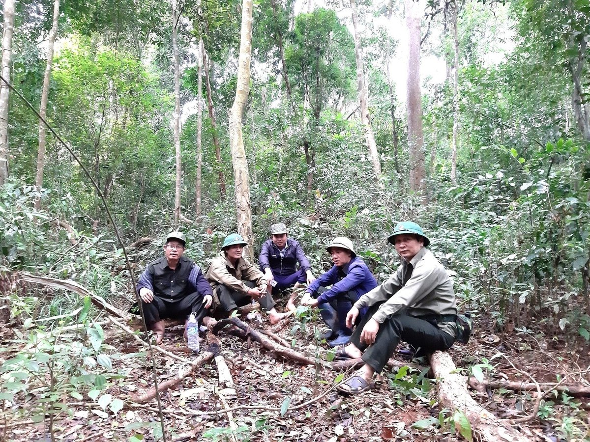 Công ty TNHH Lâm nghiệp Sông Kôn 'mướt mồ hôi' chạy vốn để chăm sóc rừng gỗ lớn. Ảnh: V.Đ.T.