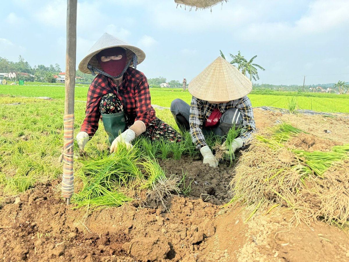 Trồng cây hẹ cũng giúp giải quyết việc làm cho hàng chục lao động lớn tuổi ở địa phương. Ảnh: Lê Khánh.