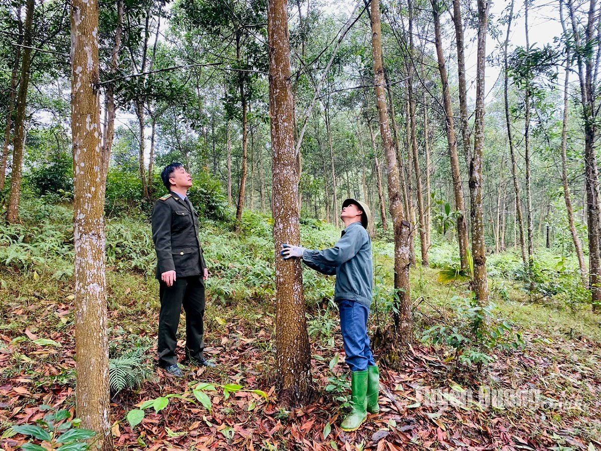 The FSC-certified 8-year-old acacia forest of Ban Giao people in Tan My commune (Chiem Hoa). Photo: Tuyen Quang Newspaper.