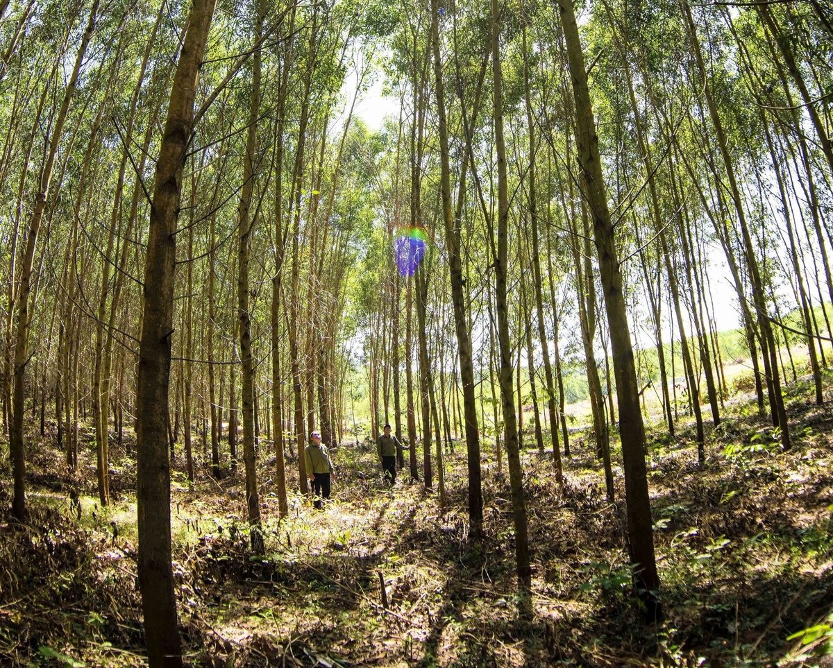 Many units participating in large timber plantations in Binh Dinh are currently struggling to grow large timber forests in the long term. Photo: V.D.T.