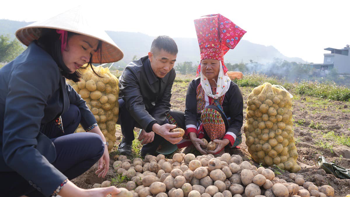 Ông Vi Quốc Phương, Phó Chủ tịch UBND huyện Tiên Yên trò chuyện, thăm hỏi các hộ dân trồng khoai tây Atlantic tại xã Yên Than. Ảnh: Thanh Phương.