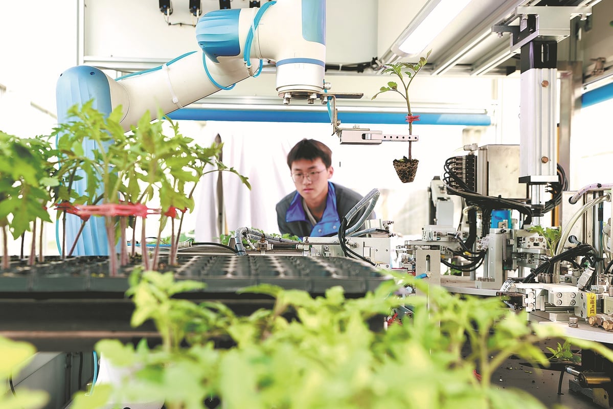 An automated robot grafts tomato seedlings in a digital seedling farm in Tongxiang, Zhejiang province, on Feb 19. The process only takes three seconds for each seedling, with a survival rate of 99 percent. Photo: Wang Jianlong/Zhejiang Daily.