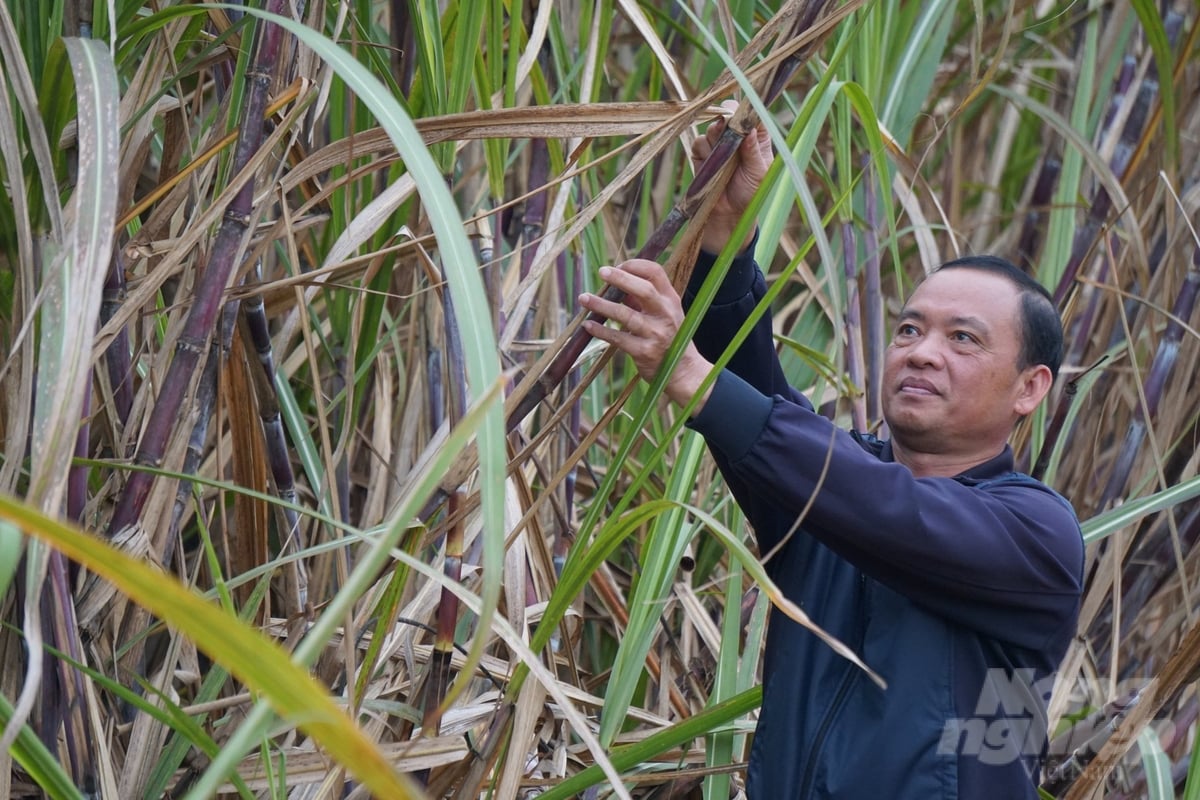 Lão nông Lê Văn Thắng gắn bó với cây mía gần 30 năm nay. nong duoc viet nam