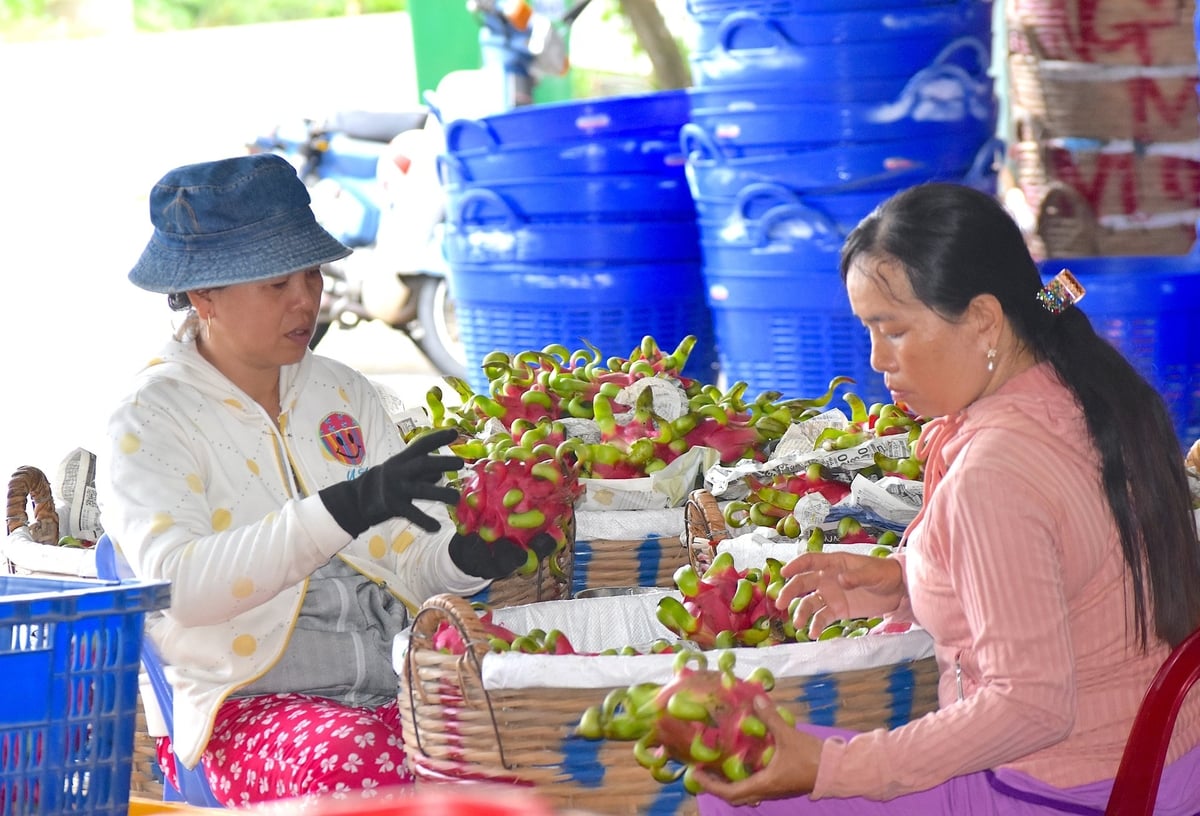 Công nhân làm việc tại vựa thu mua thanh long ở huyện Chợ Gạo, tỉnh Tiền Giang. Ảnh: Minh Đảm.