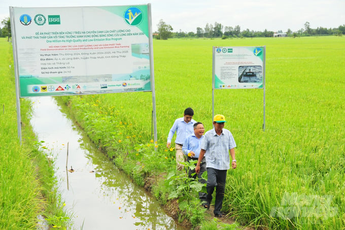 Đề án 1 triệu ha lúa chất lượng cao, phát thải thấp là sáng kiến chiến lược của Việt Nam được quốc tế ghi nhận và đánh giá cao. Ảnh: Tùng Đinh. 