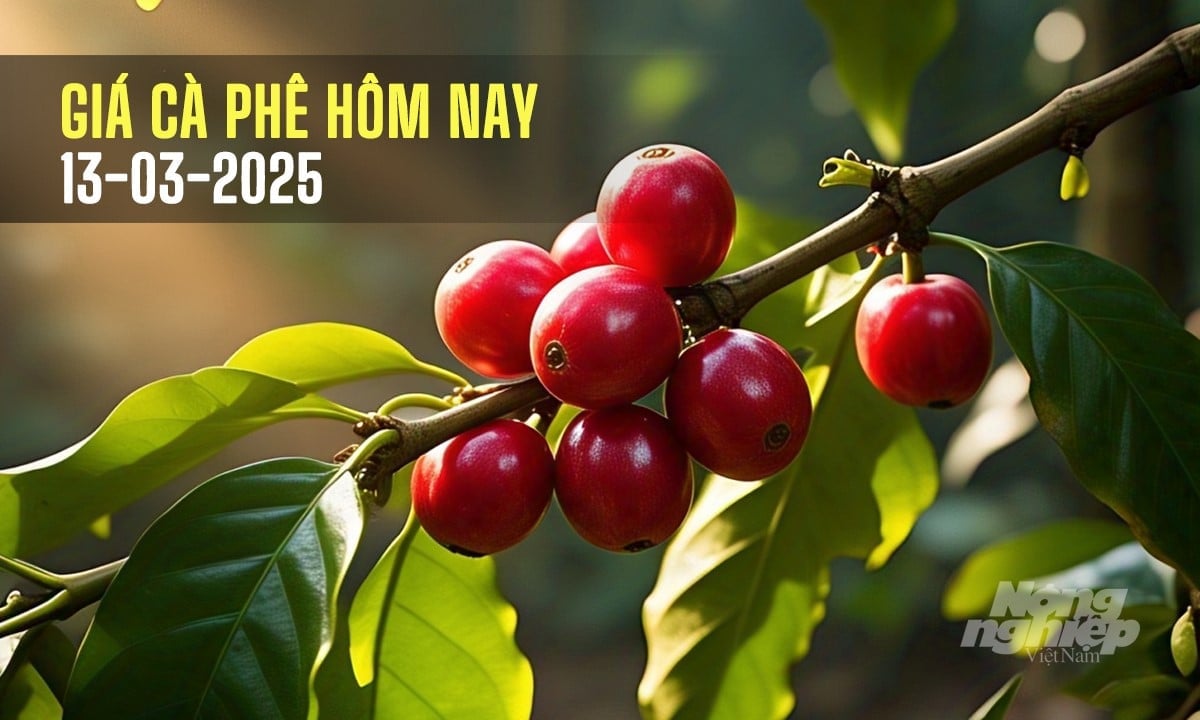 Giá cafe trong nước và thế giới mới nhất ngày 13/3/2025