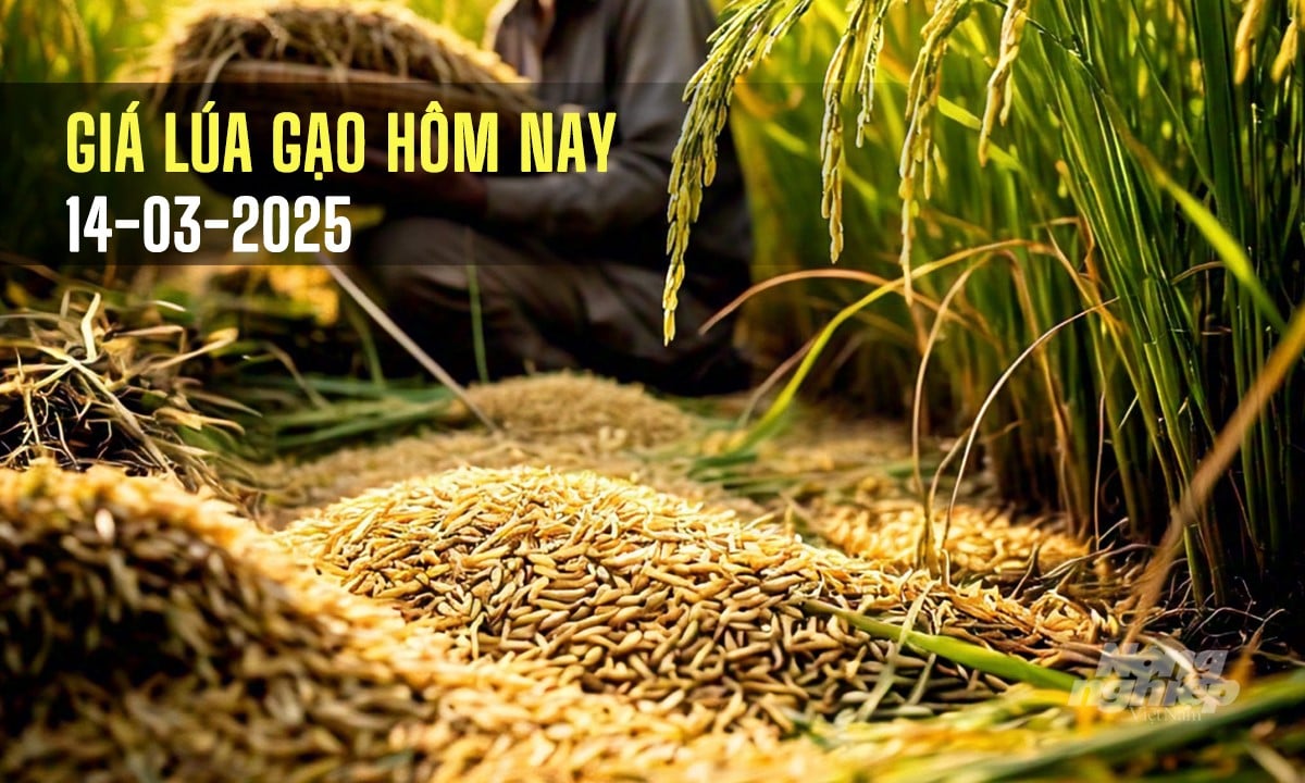 Cập nhật giá lúa gạo mới nhất hôm nay 14/3/2025