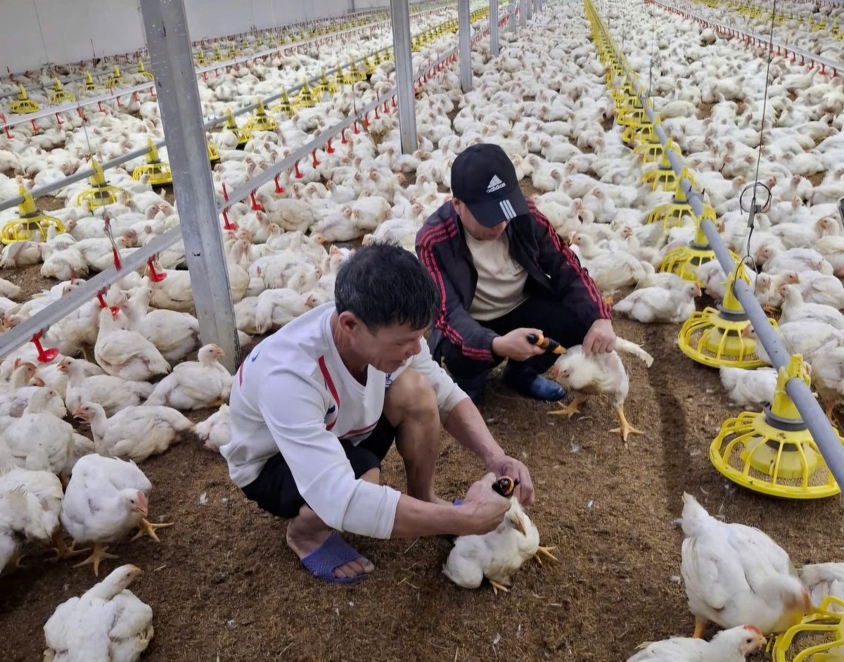 Workers at the chicken farm of Doan Van Chien (Thuong Yen Cong commune) focused on vaccinating to prevent disease for poultry. Photo: Vu Cuong.