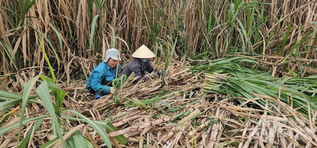 Niên vụ 2024 - 2025, người trồng mía xứ Thanh vui vì mía được mùa, được giá. Ảnh: Quốc Toản.