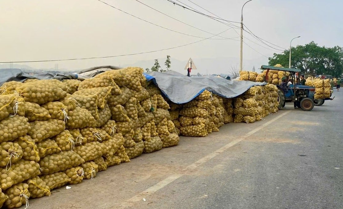 Harvested potatoes are neatly packed into bags, waiting for trucks to transport them. Photo: Thanh Phuong.