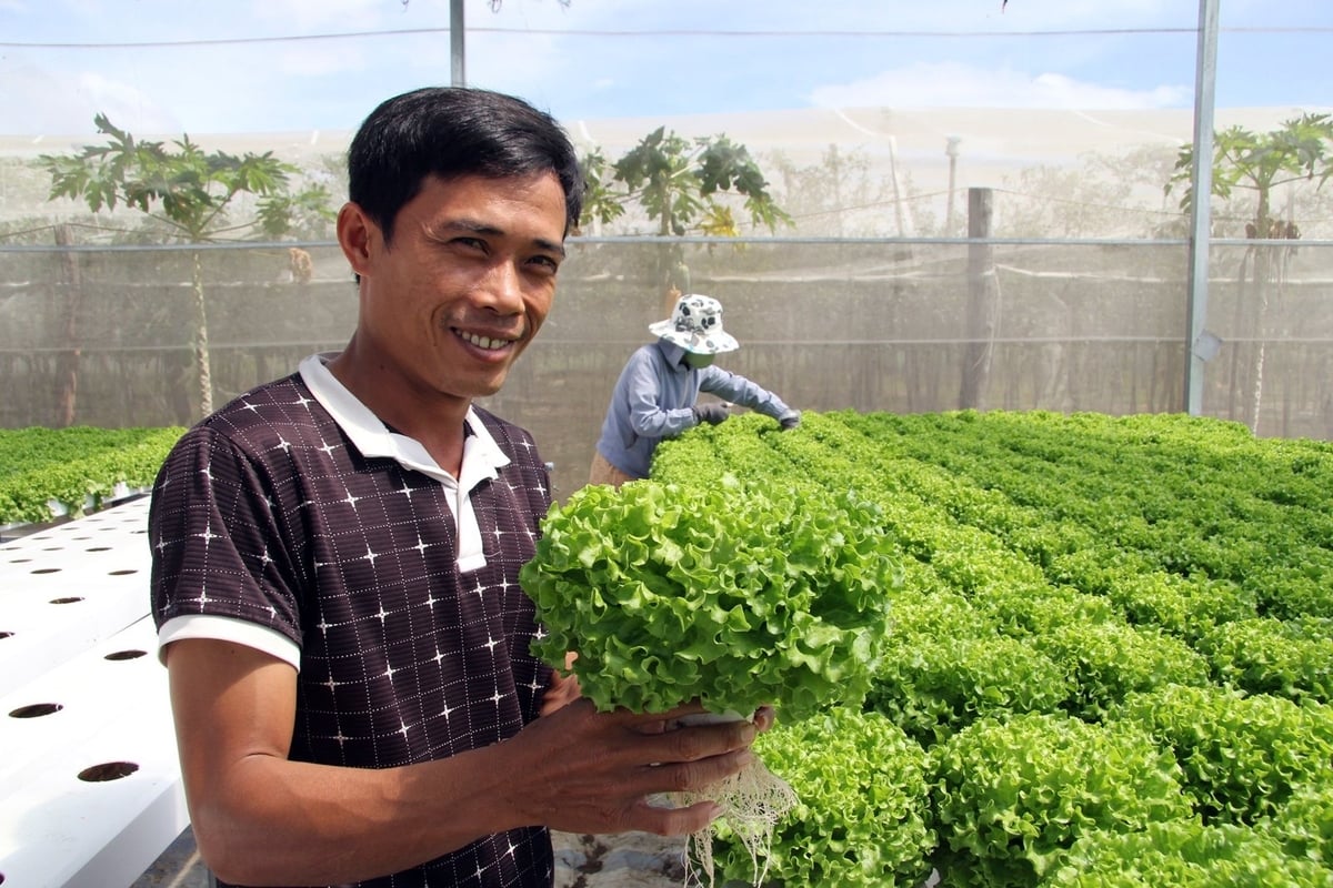 Ngành nông nghiệp Ninh Thuận đã chuyển đổi tư duy từ sản xuất sang kinh tế nông nghiệp. Ảnh: PC.