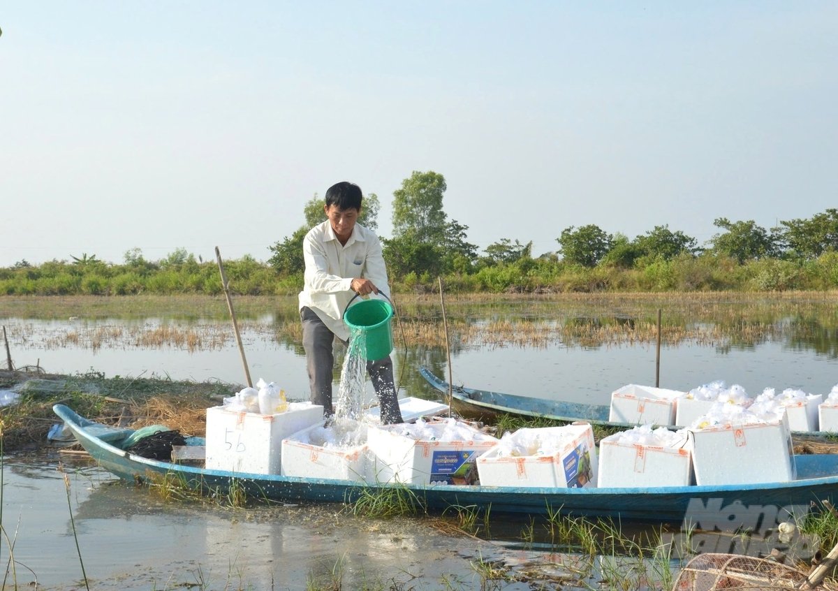 Kien Giang is a province with a large area for shrimp-rice farming, and farmers often choose to buy packaged shrimp seeds because they trust the quality and reputation of the supplier. Photo: Trung Chanh.