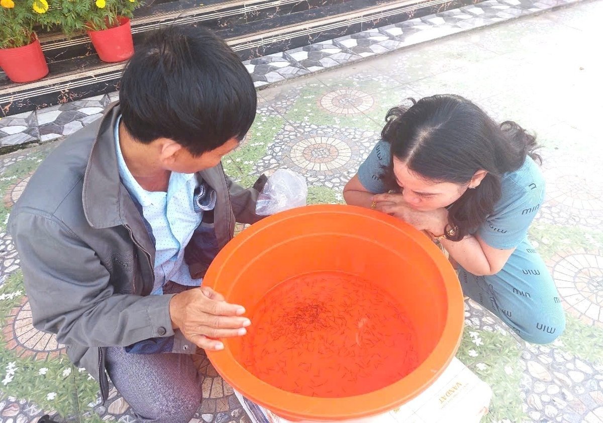 Farmers mainly choose shrimp seeds based on their intuition, observing with their eyes if the shrimp swim quickly and react well to sound before purchasing. Photo: Trung Chanh.