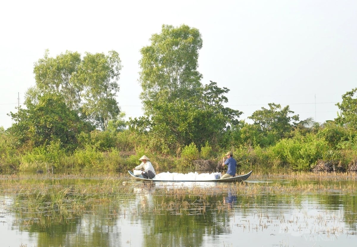 Farmers have stocked shrimp fry for the new brackish water shrimp farming season, but they still carry the old worries: The quality of the shrimp fry, unfavorable weather conditions, and the risk of disease outbreaks. Photo: Trung Chanh.