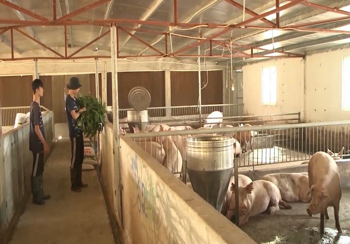 Disease prevention initiatives in pig farming help reduce production costs. Photo: V.D.T.