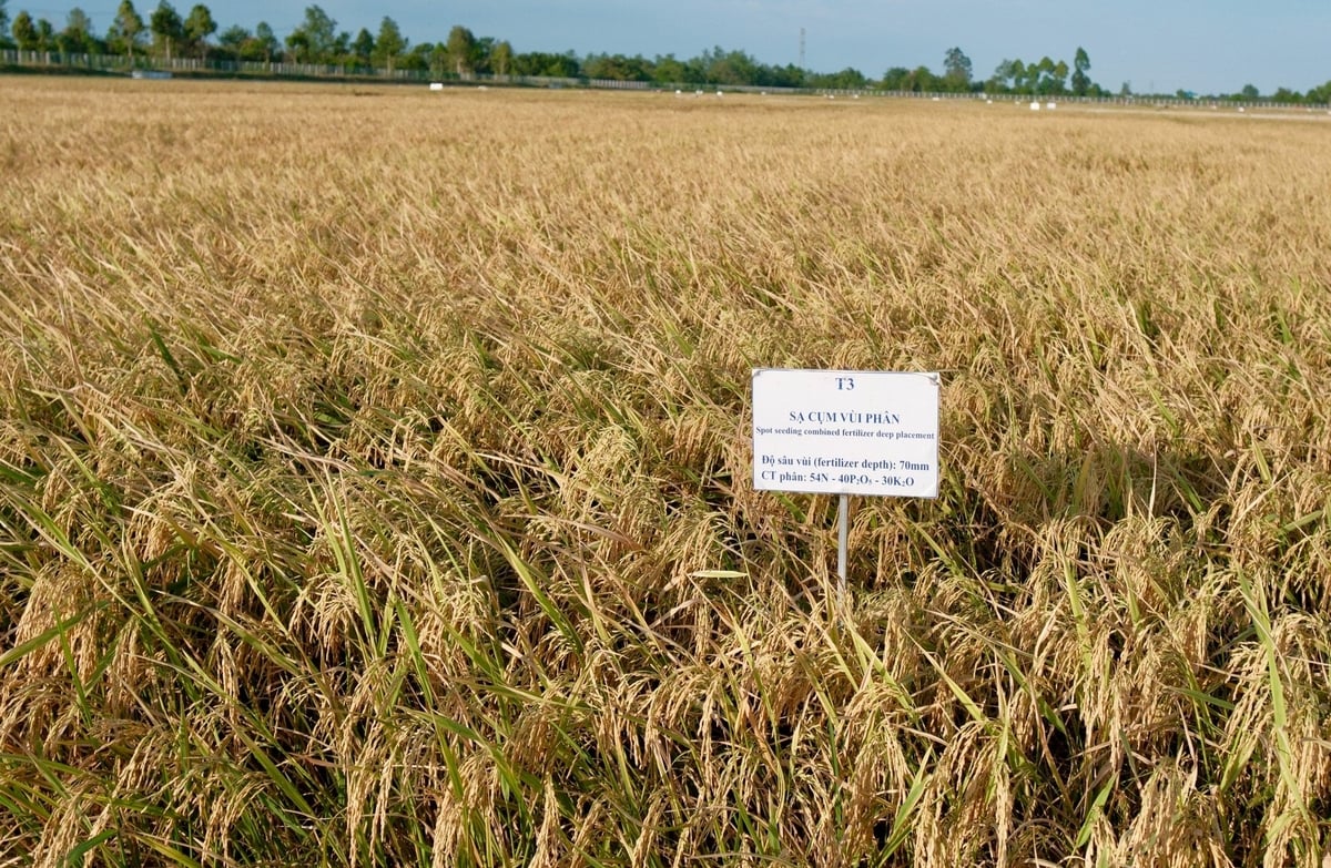 Tại Viện Lúa ĐBSCL, IRRI phối hợp với các nhà khoa học trong nước nghiên cứu các phương pháp canh tác lúa giảm phát thải. Ảnh: Quỳnh Chi. 