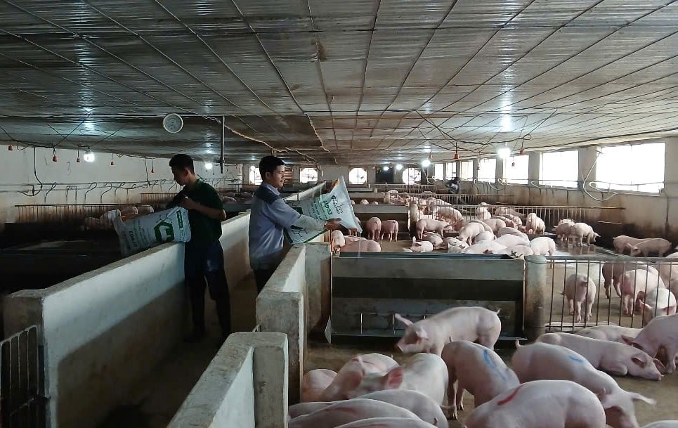 Binh Dinh aims to promote concentrated livestock farming and reduce small-scale pig farming in 2025. Photo: V.D.T.