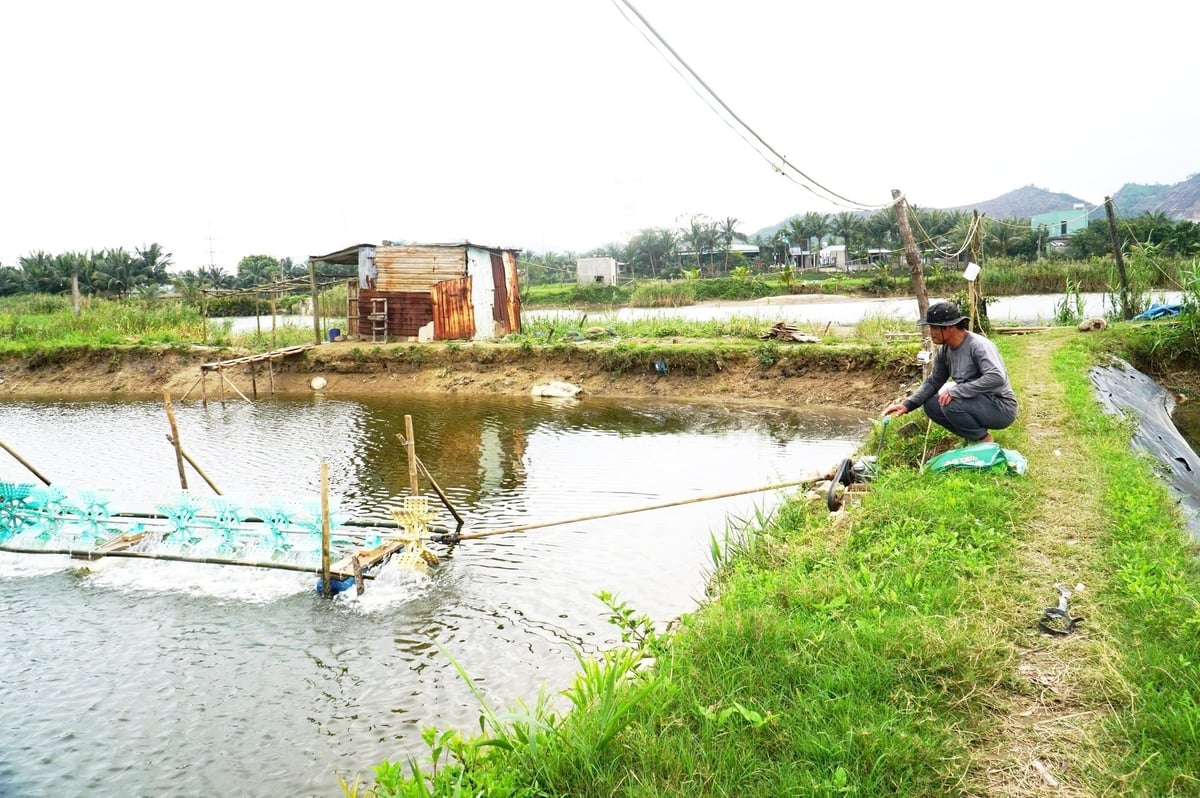 Vụ tôm năm nay, ông Đỗ Trực (thôn Trường Định, xã Hòa Liên, huyện Hòa Vang) thả khoảng 300.000 con tôm giống cho 2 ao nuôi với tổng diện tích 8.000m2. Ảnh: Lan Anh.